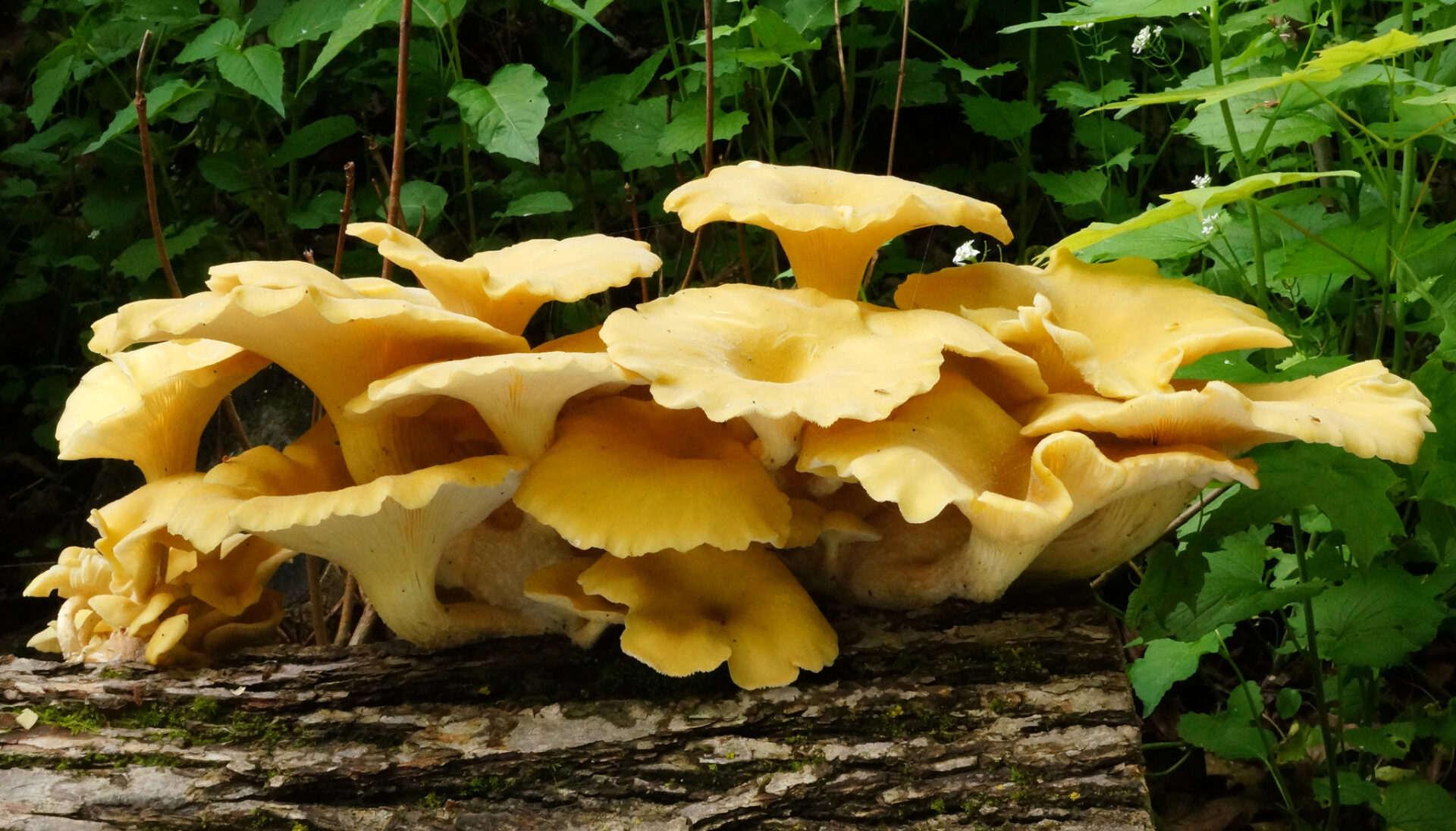 Golden Oyster Mushroom