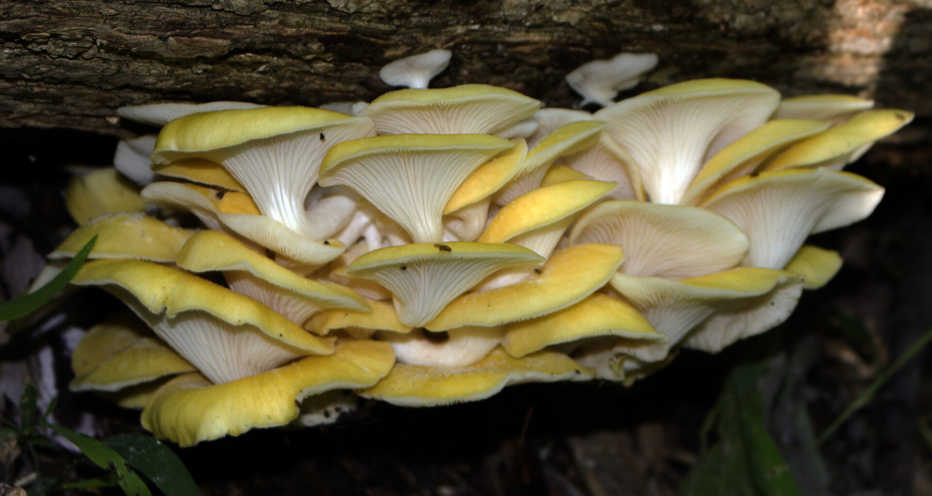 Golden Oyster Mushroom