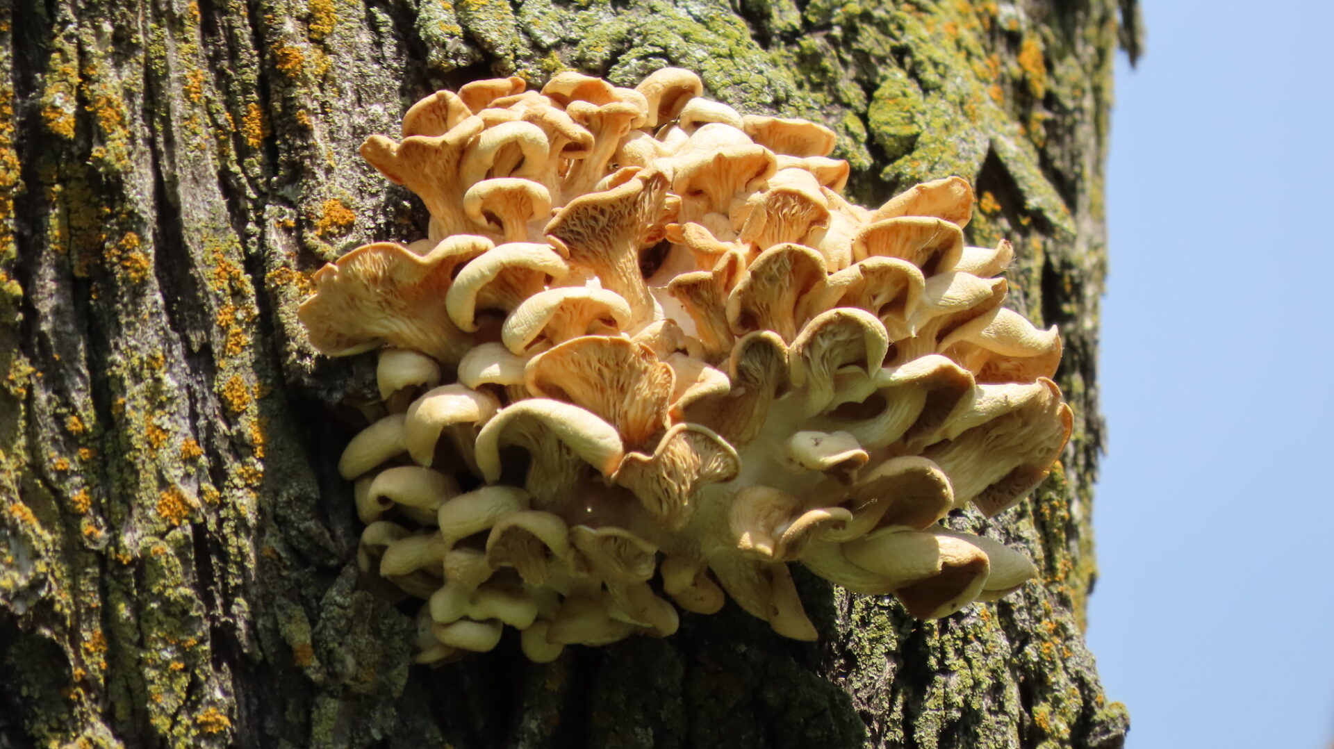 Golden Oyster Mushroom