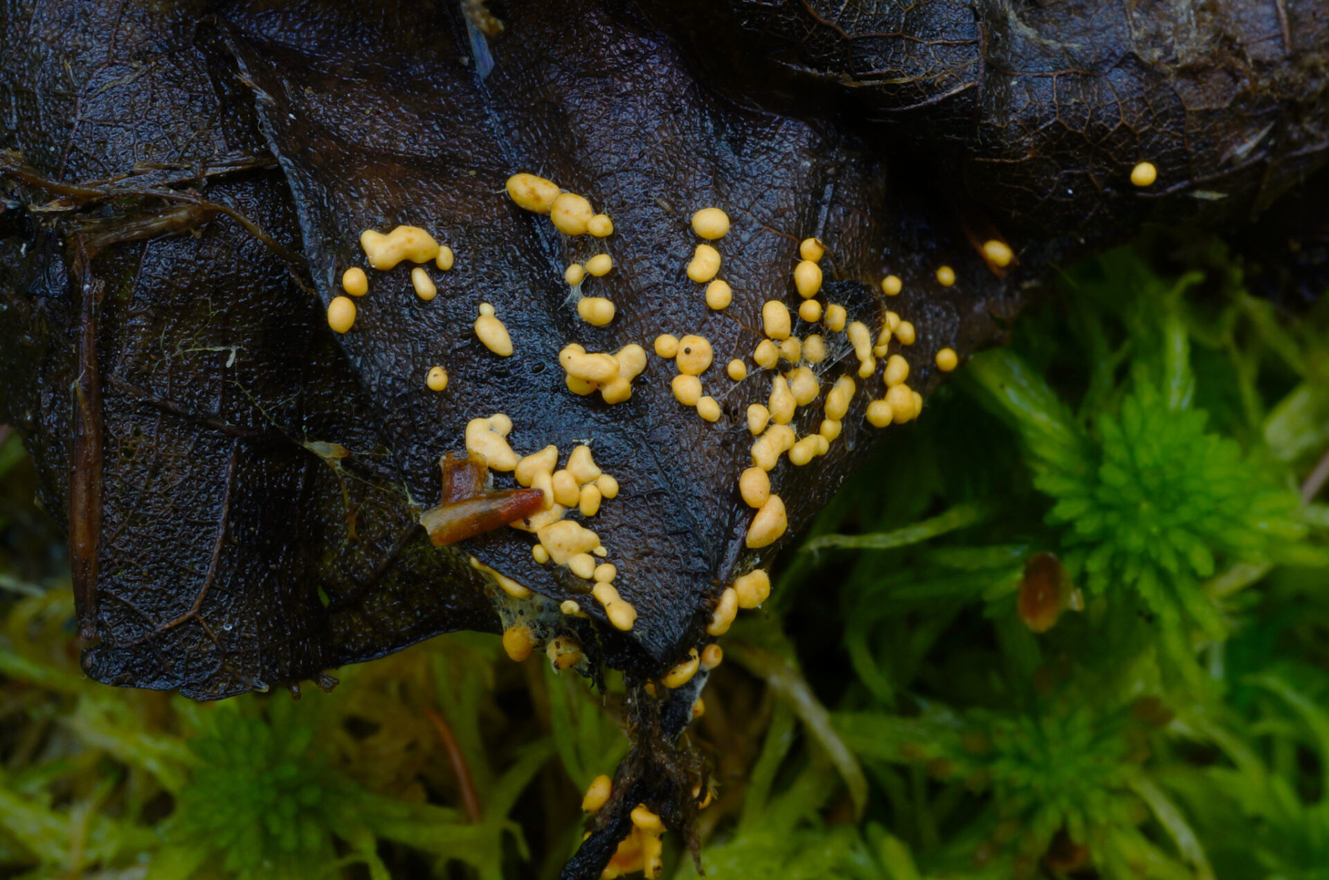 Hairy Pea Truffle