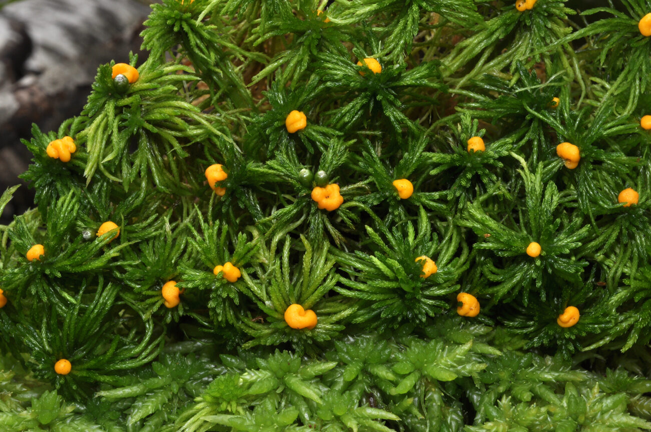Hairy Pea Truffle