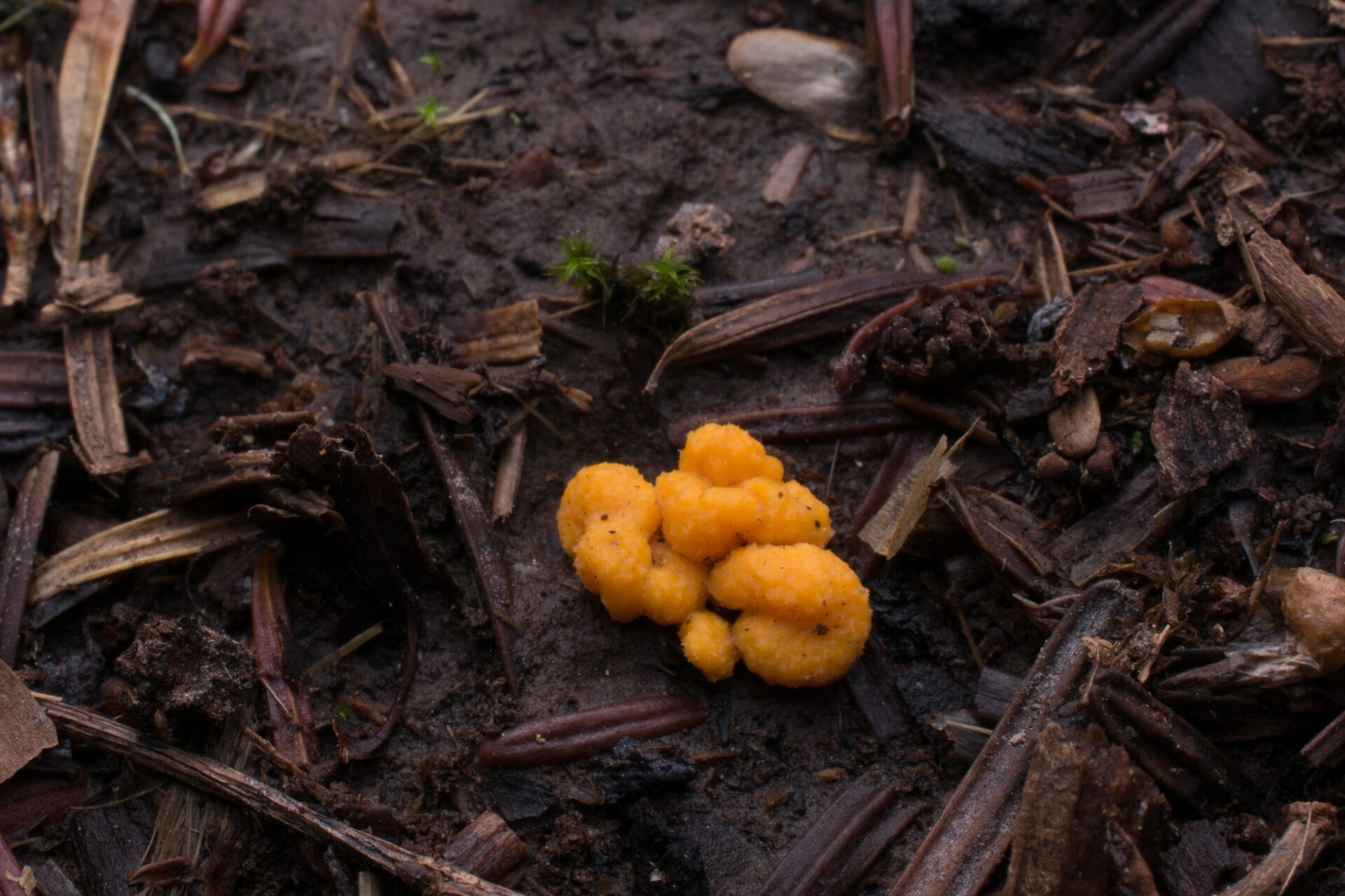 Hairy Pea Truffle