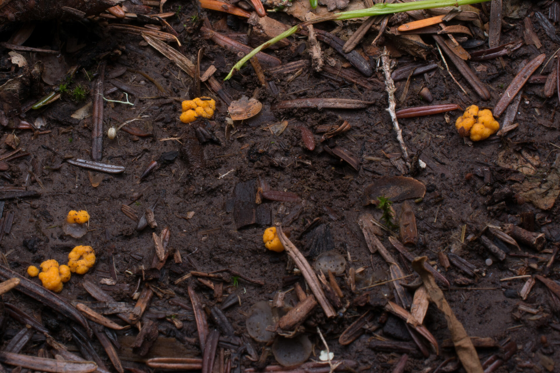 Hairy Pea Truffle