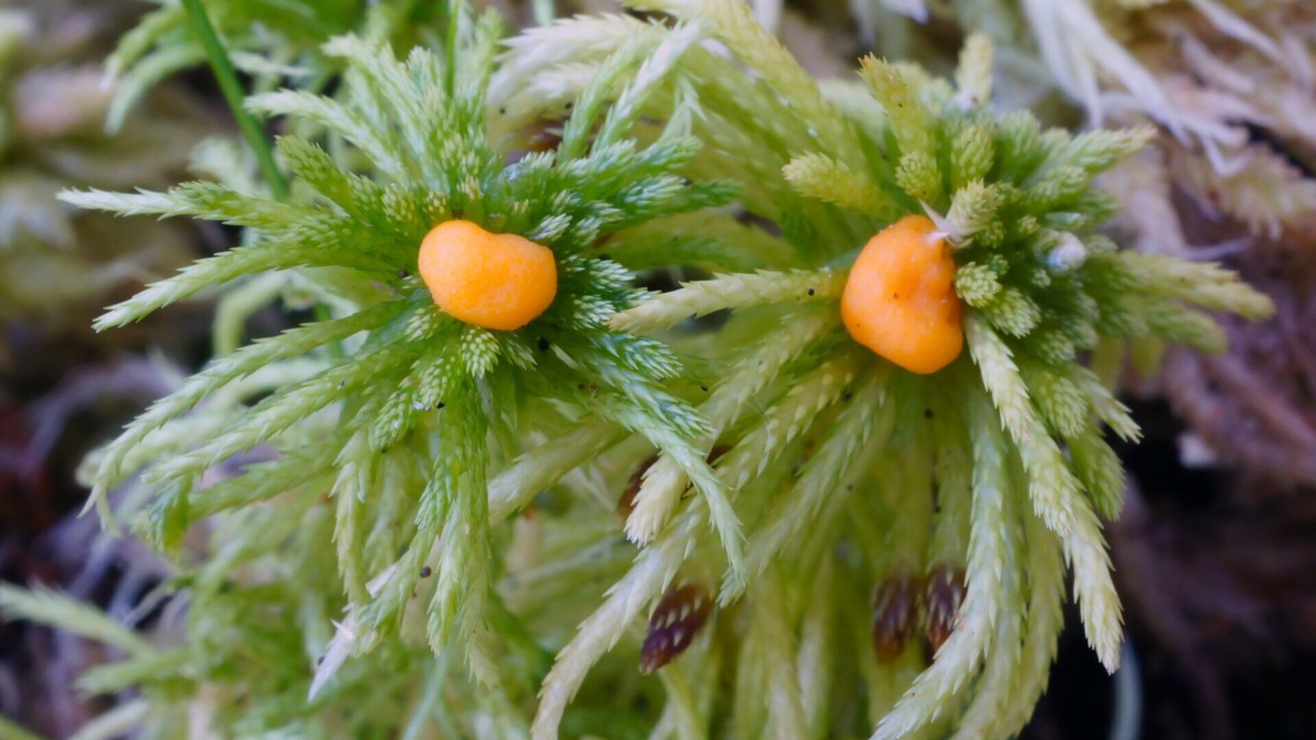 Hairy Pea Truffle