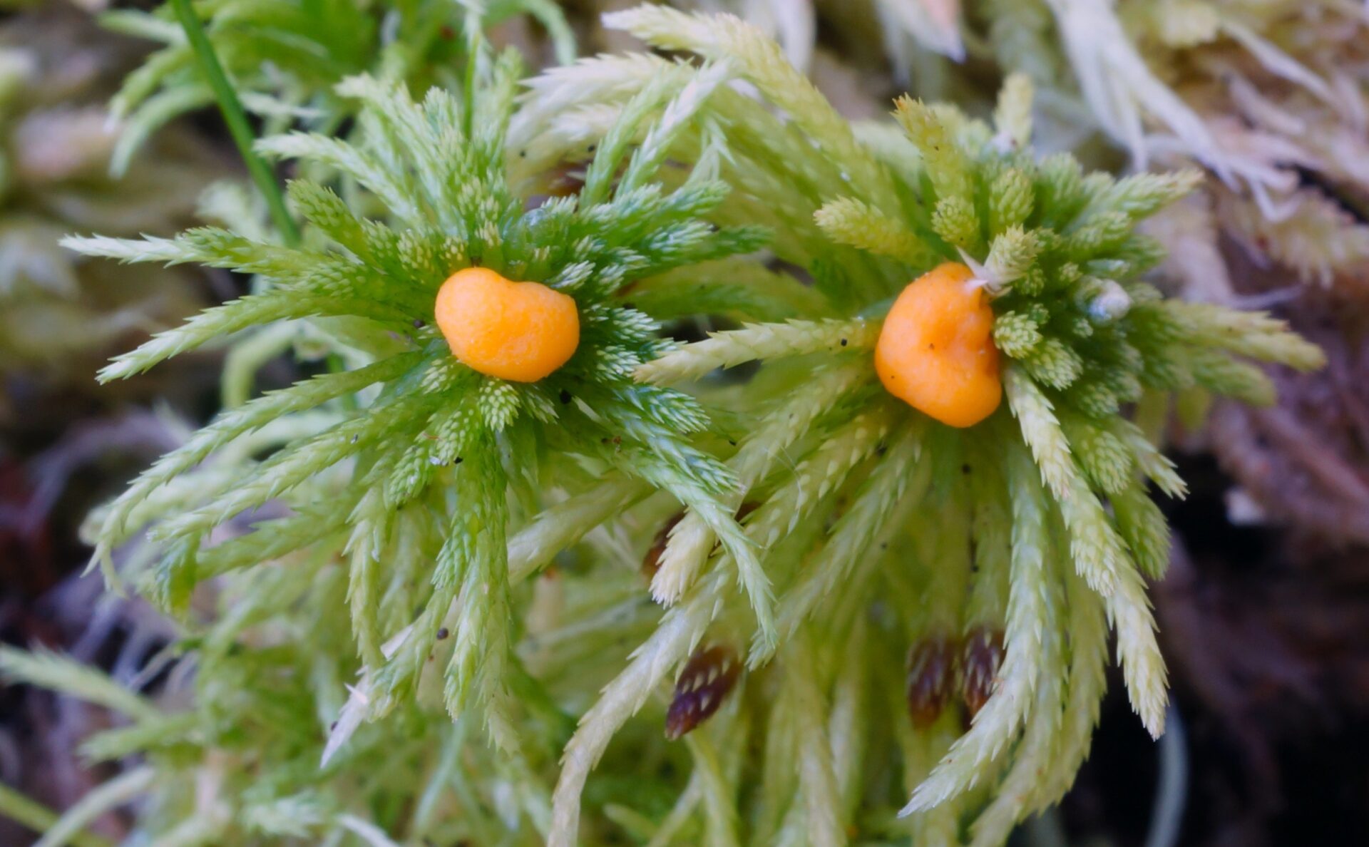 Hairy Pea Truffle