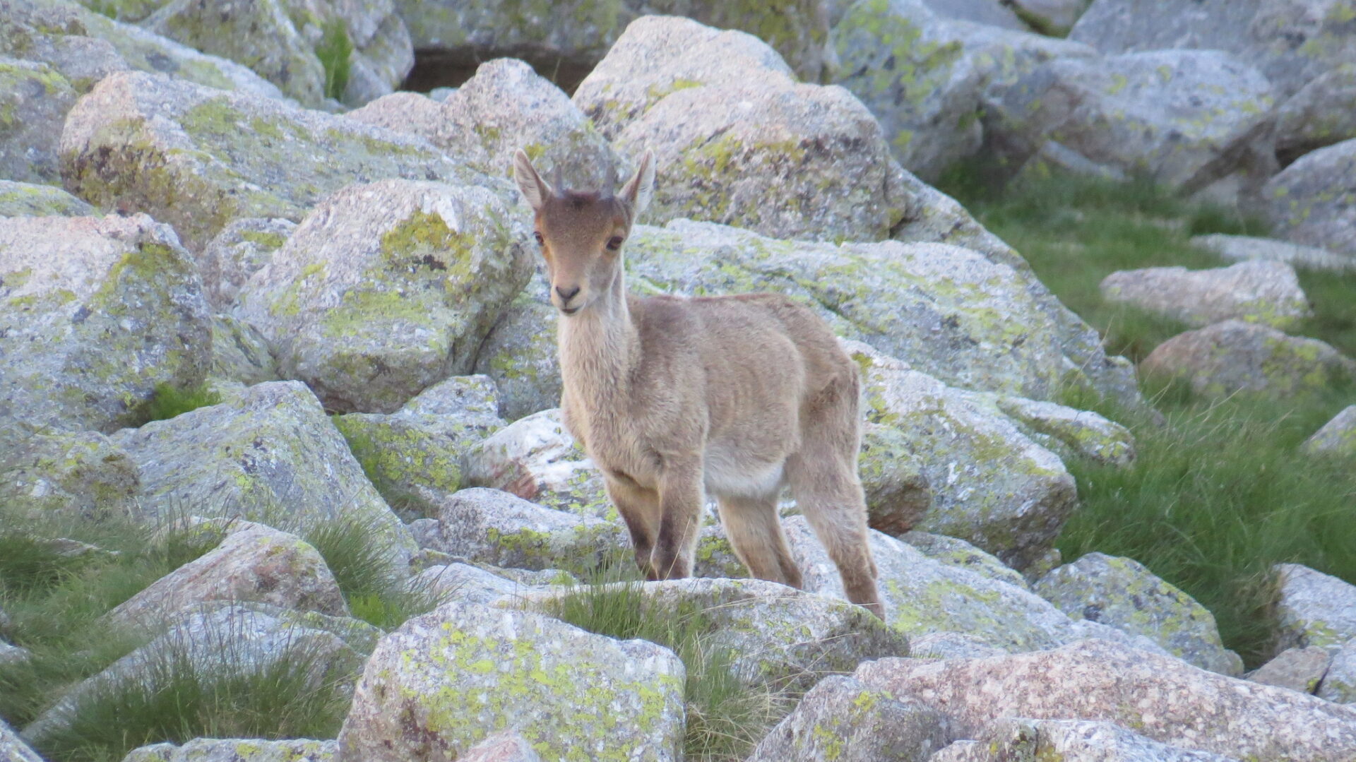 Iberian Wild Goat, Spanish Ibex, Pyrenean Ibex