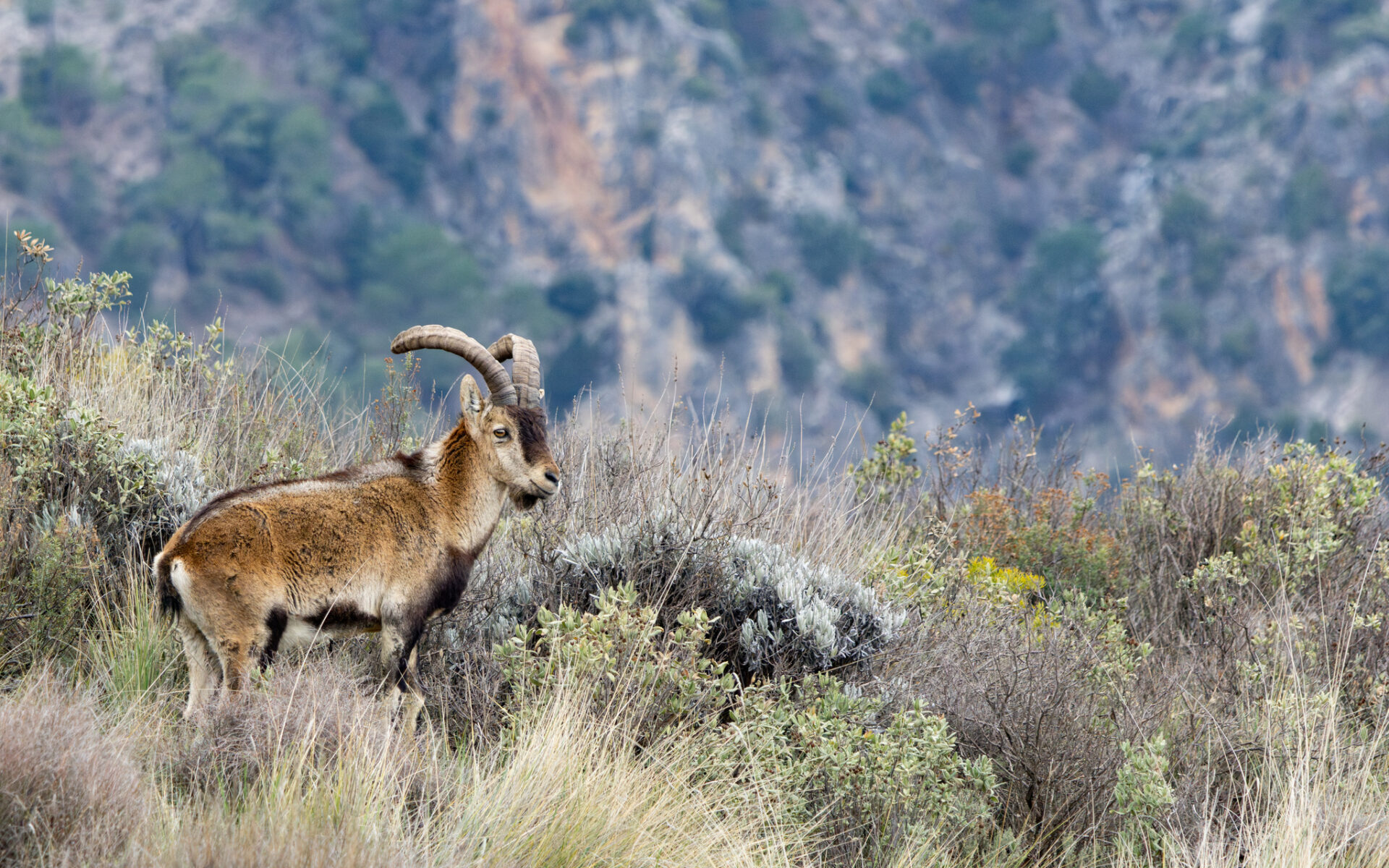 Iberian Wild Goat, Spanish Ibex, Pyrenean Ibex