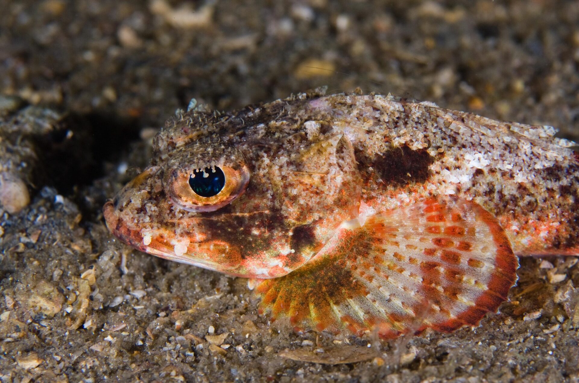 Mushroom Scorpionfish