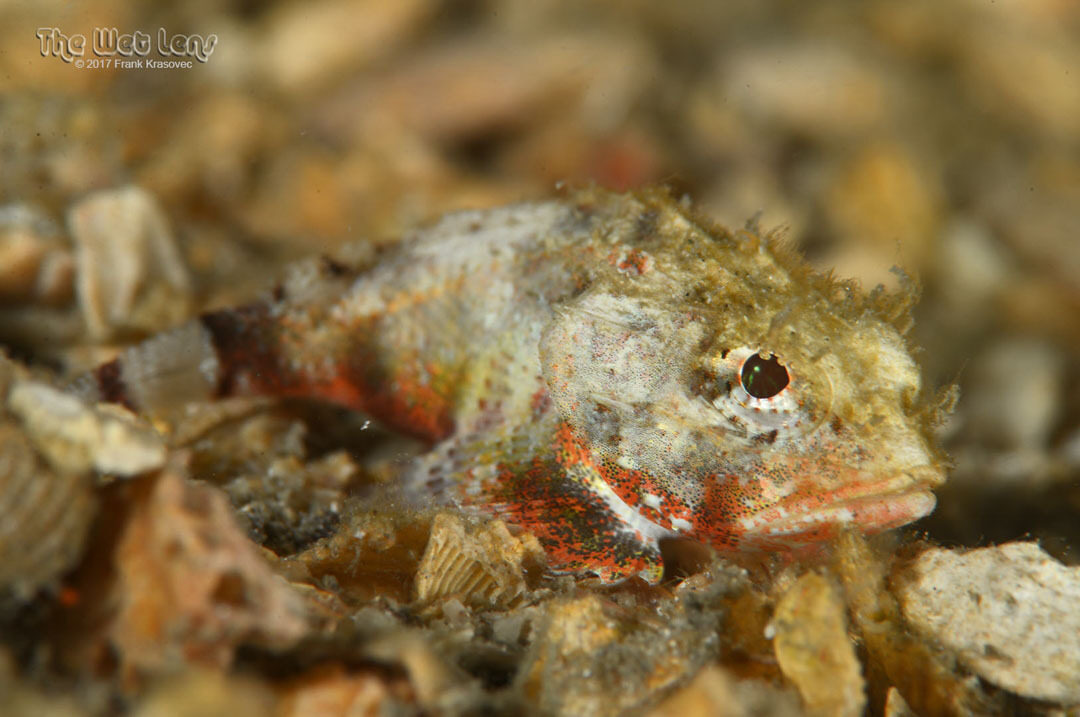 Mushroom Scorpionfish