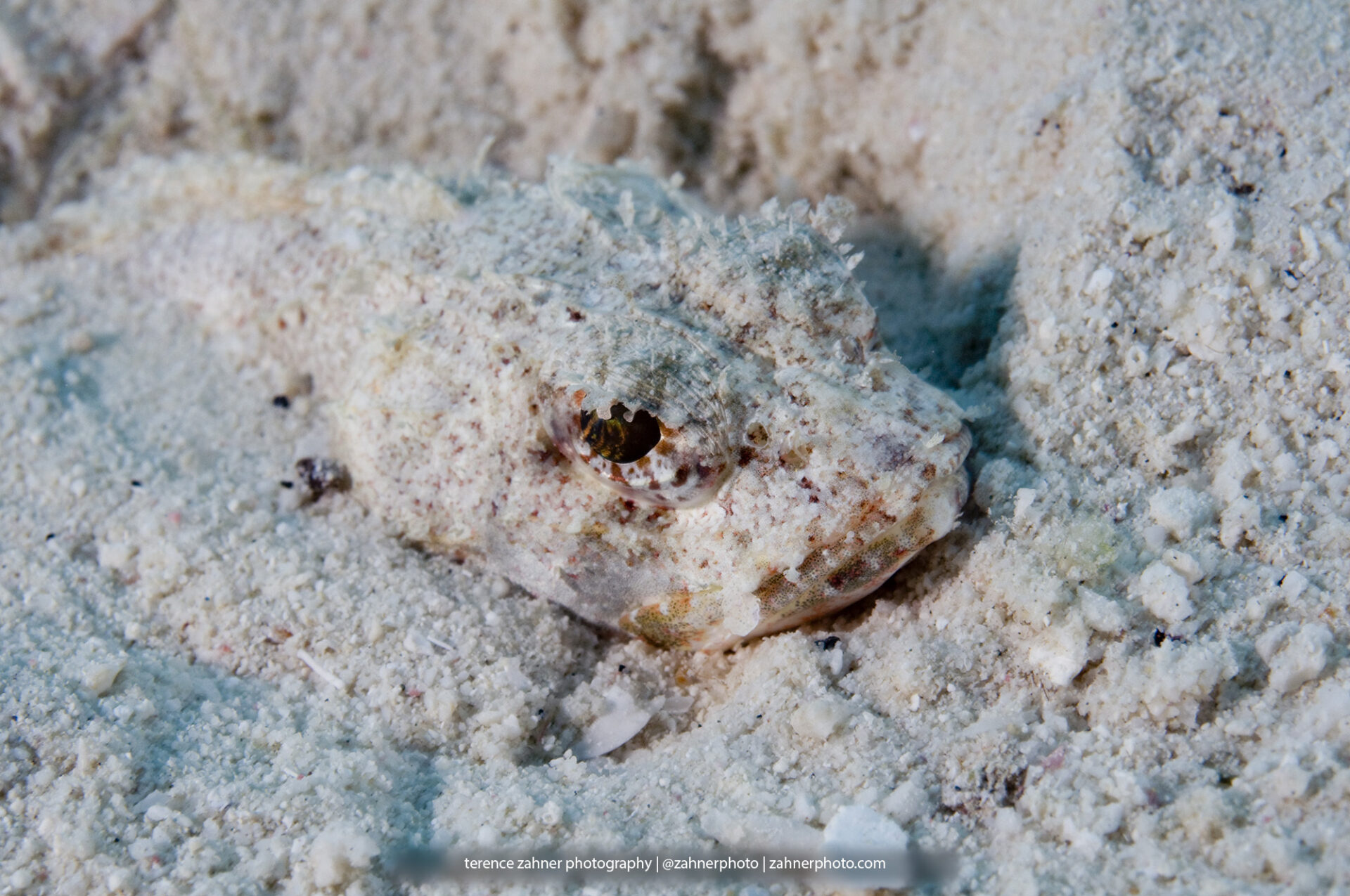 Mushroom Scorpionfish