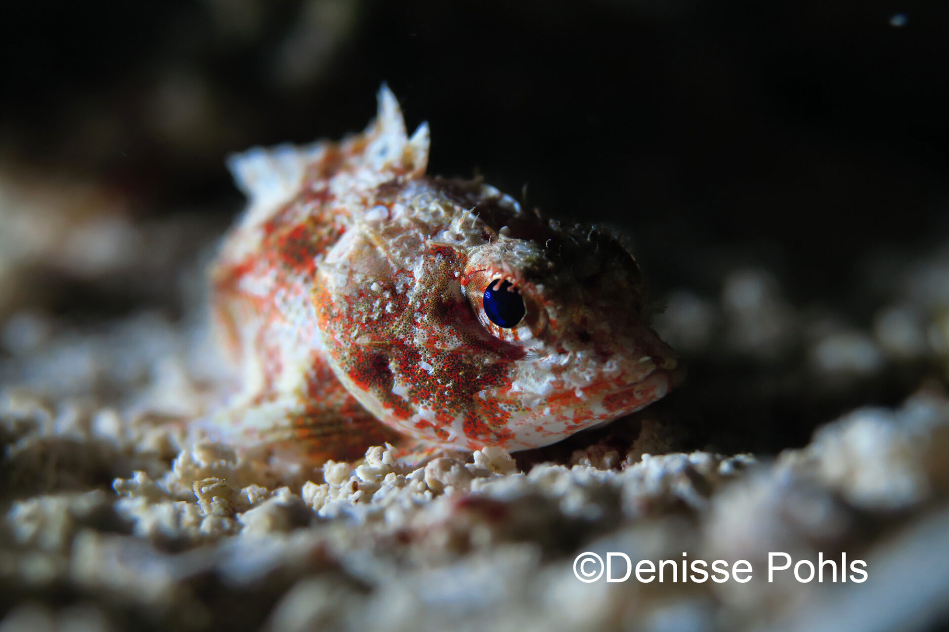 Mushroom Scorpionfish