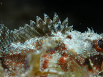 Mushroom Scorpionfish