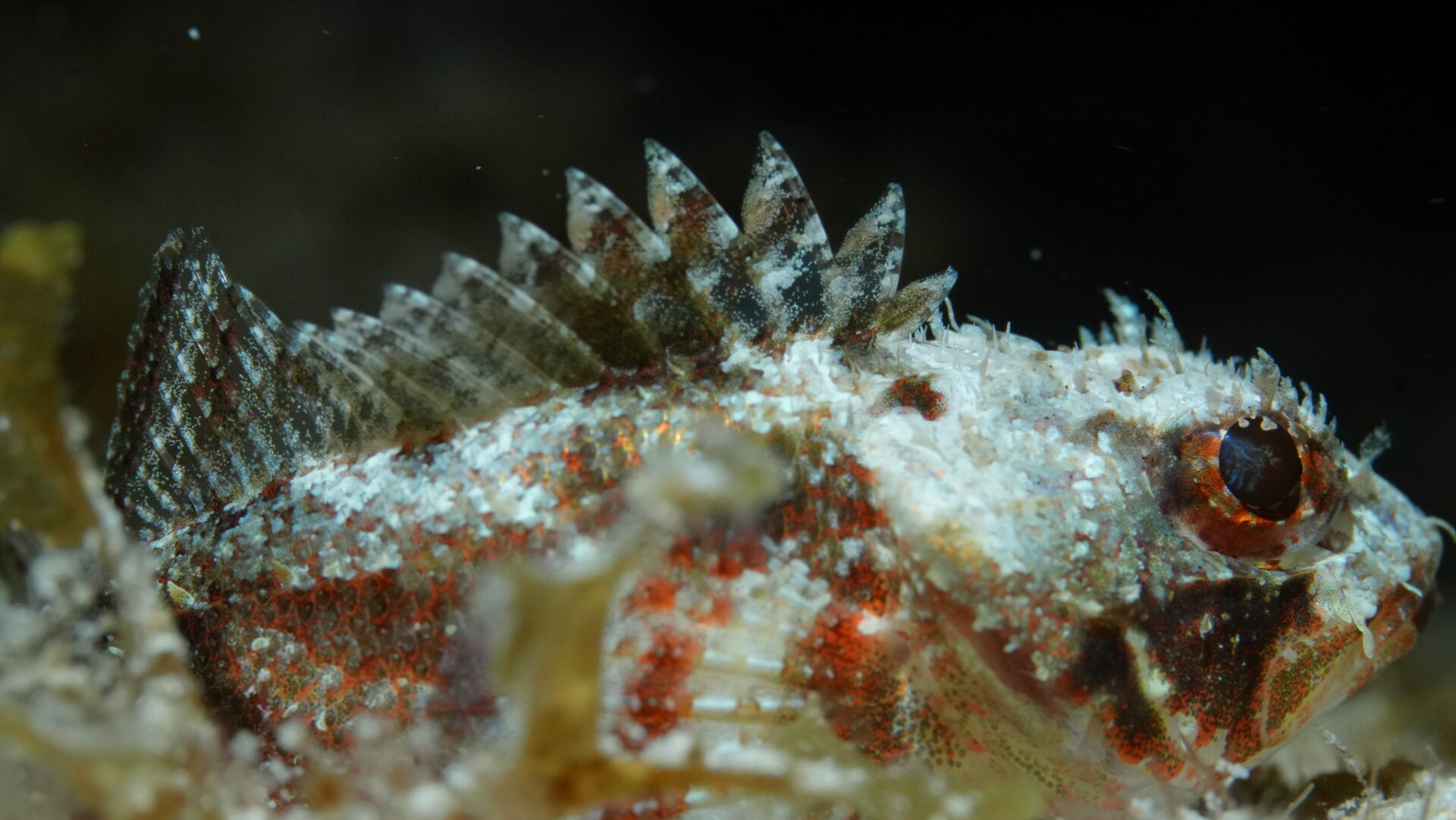 Mushroom Scorpionfish
