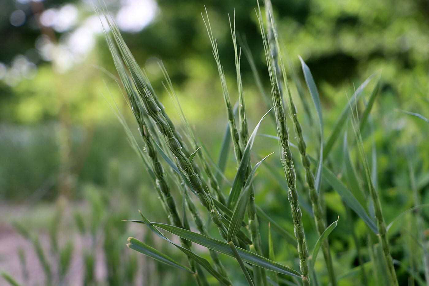 Persian Goatgrass