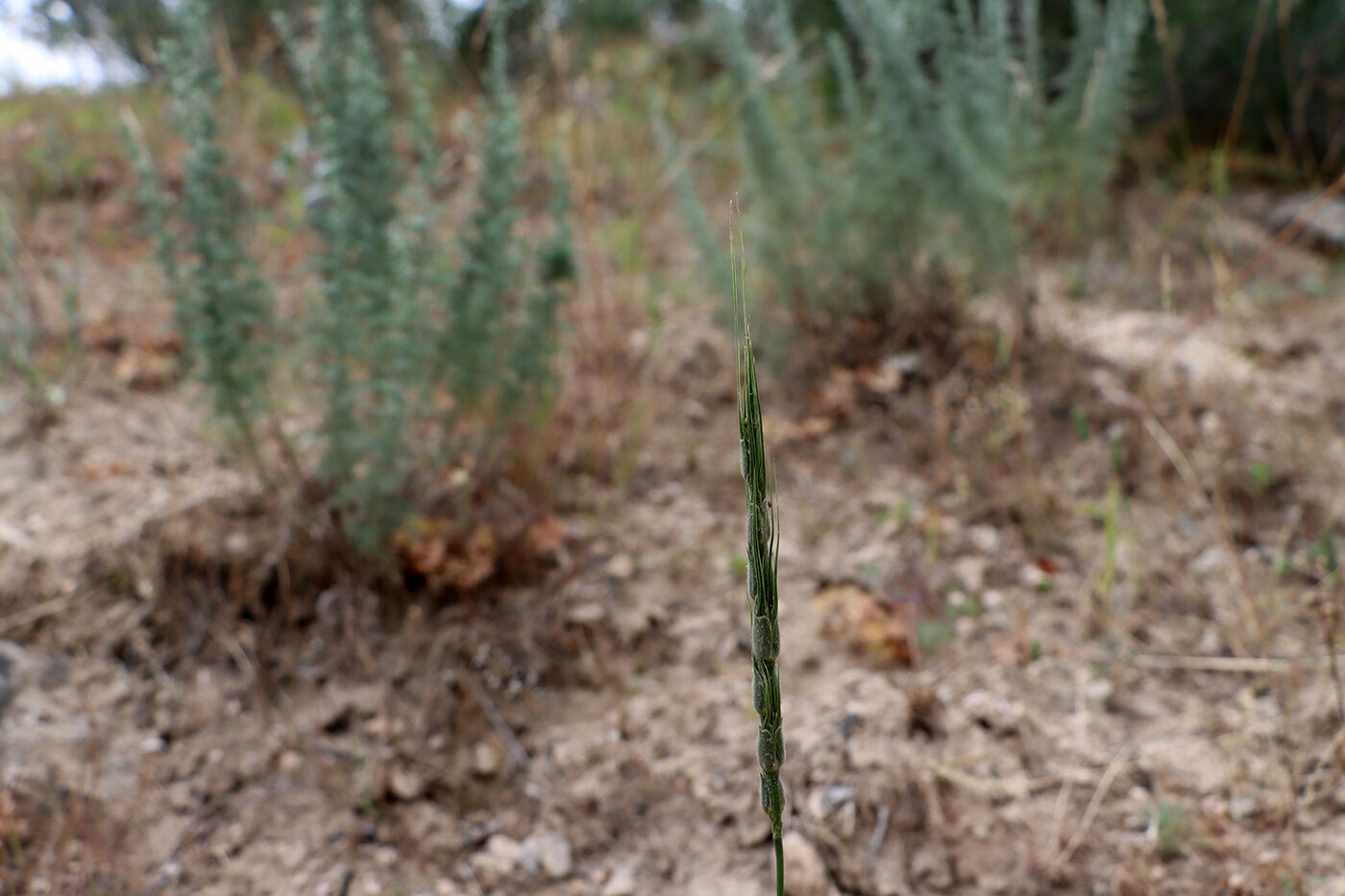 Persian Goatgrass
