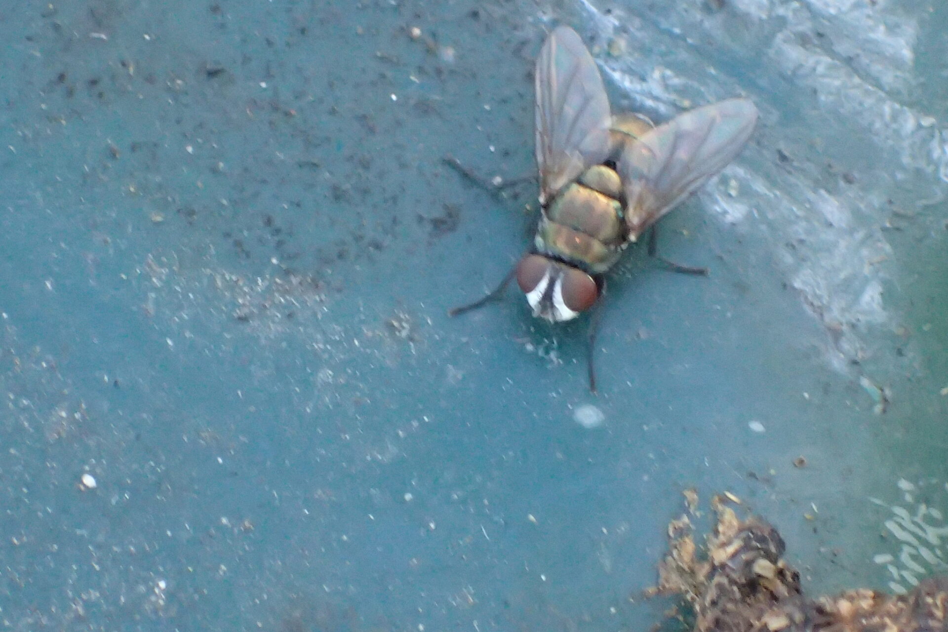 Sheep Blow Fly