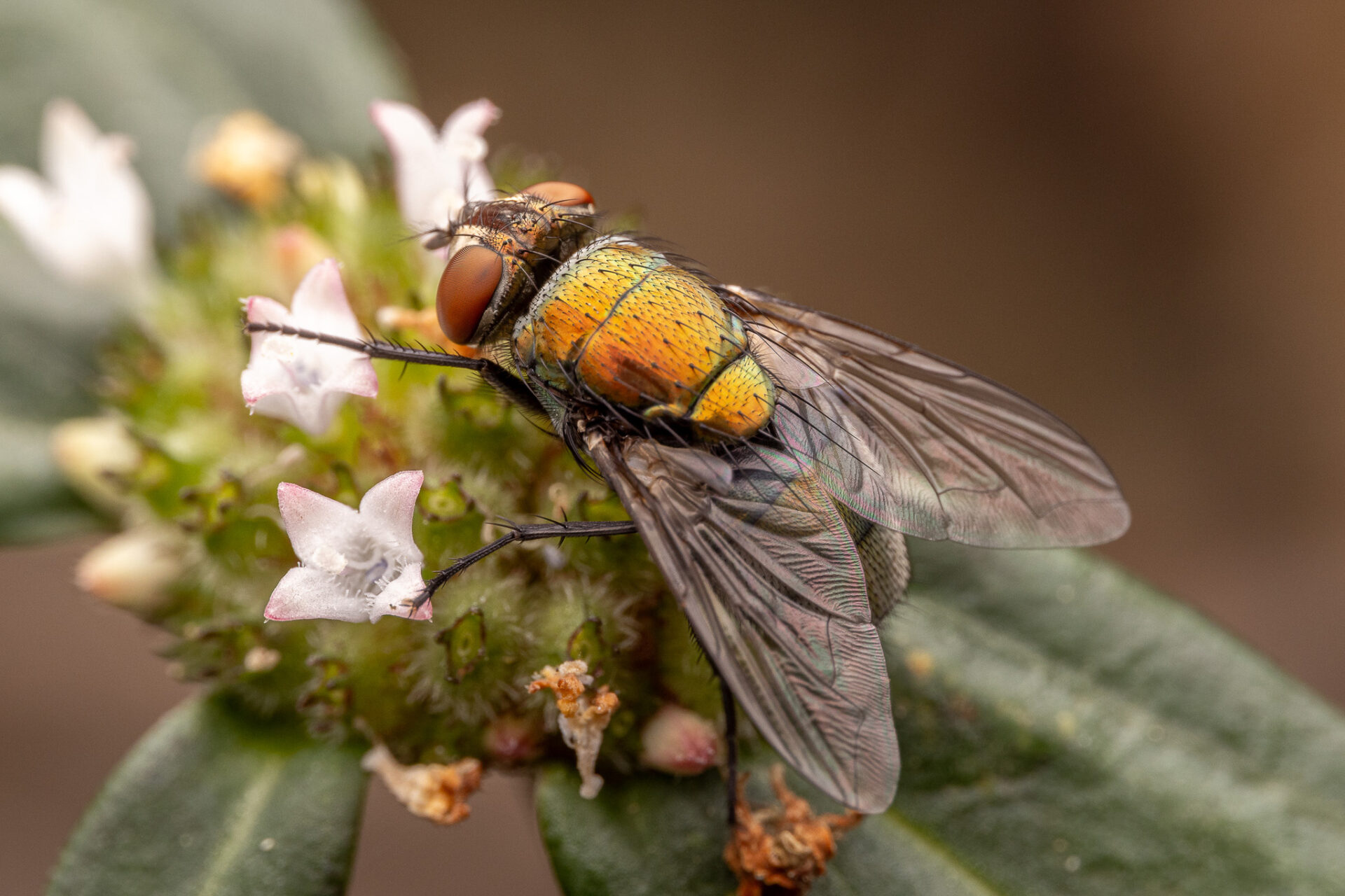 Sheep Blow Fly