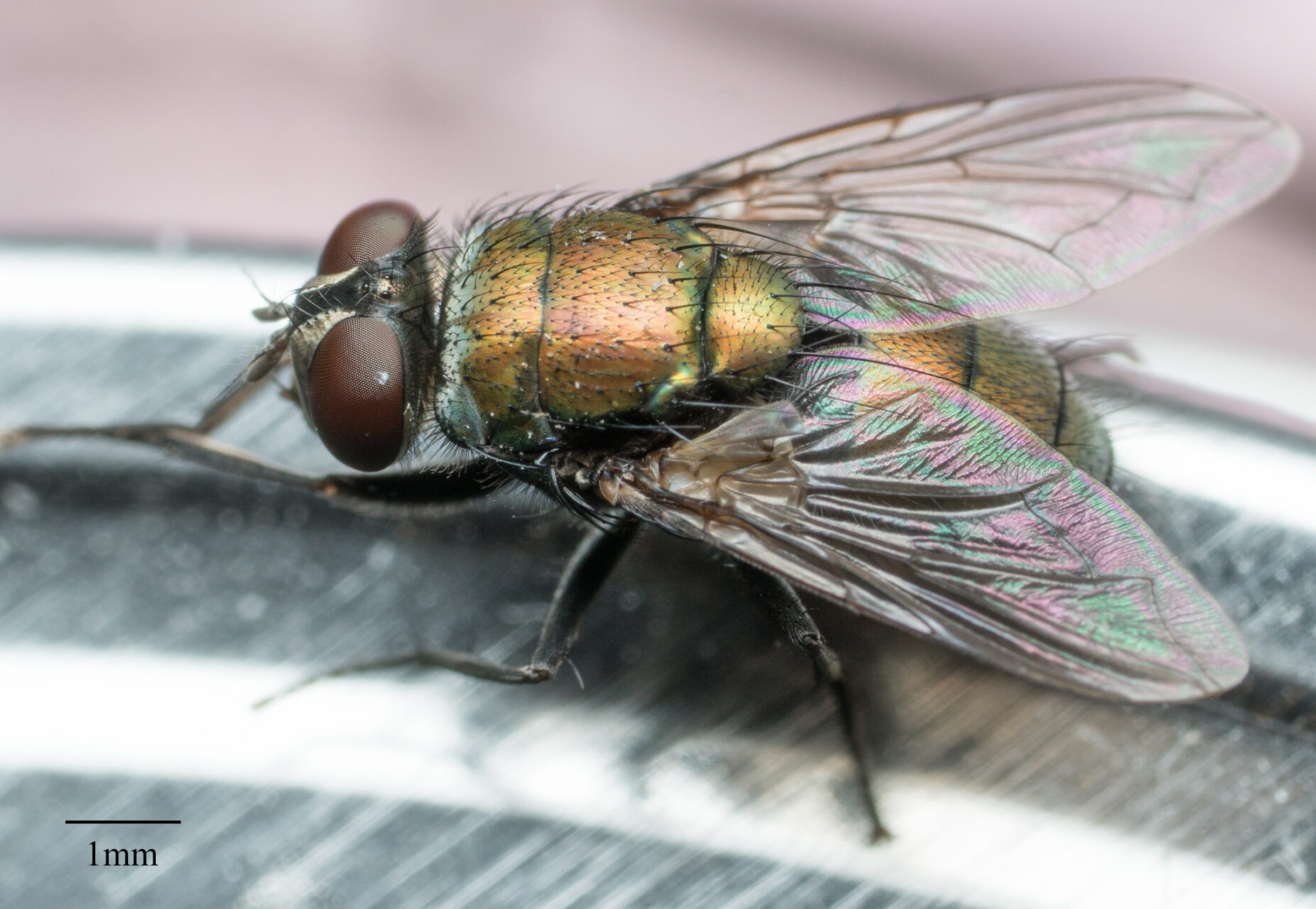 Sheep Blow Fly