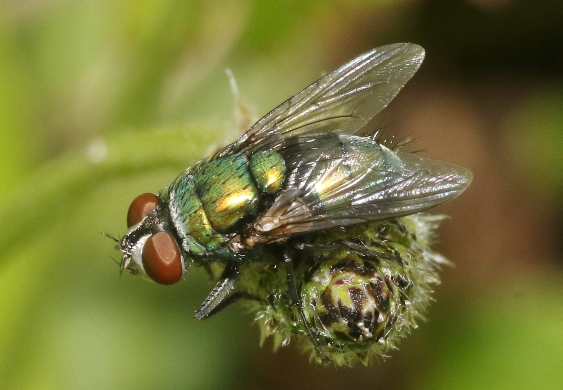 Sheep Blow Fly