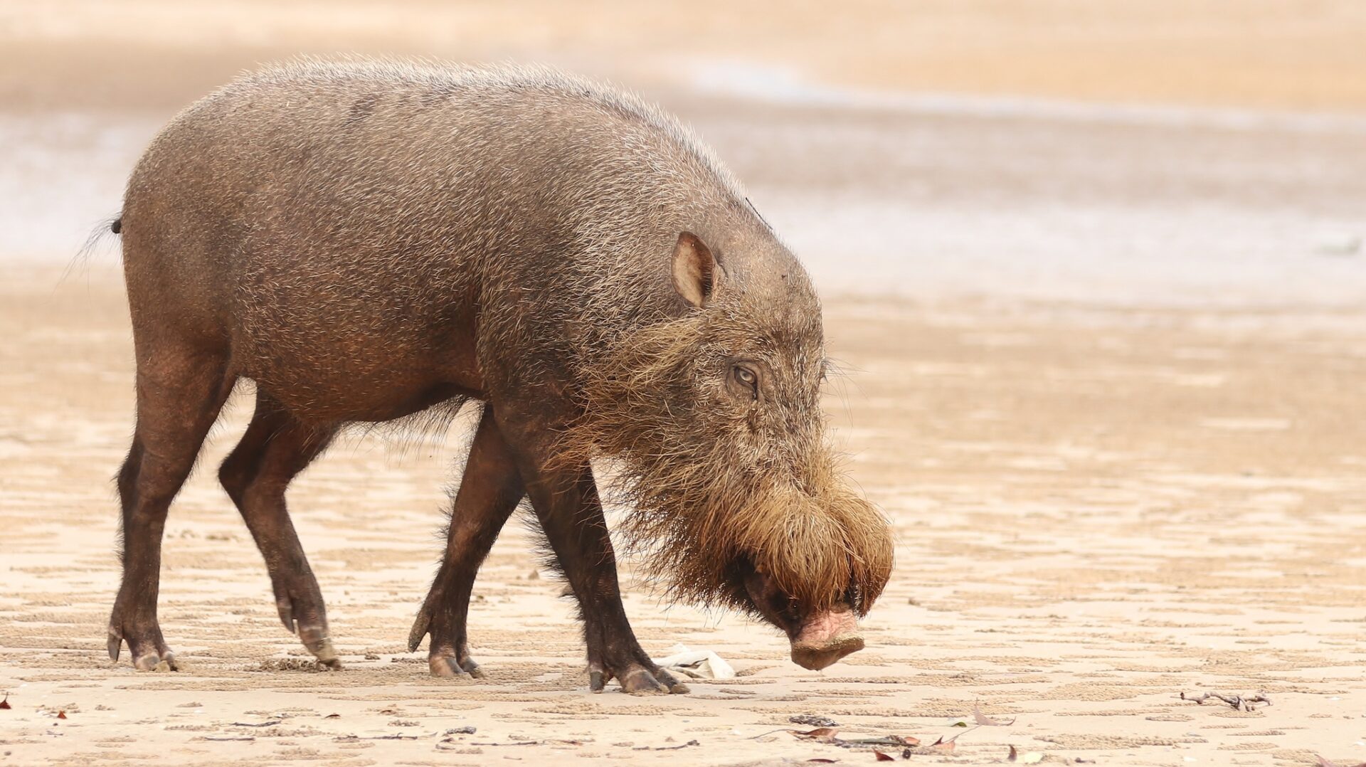 Western Bearded Pig