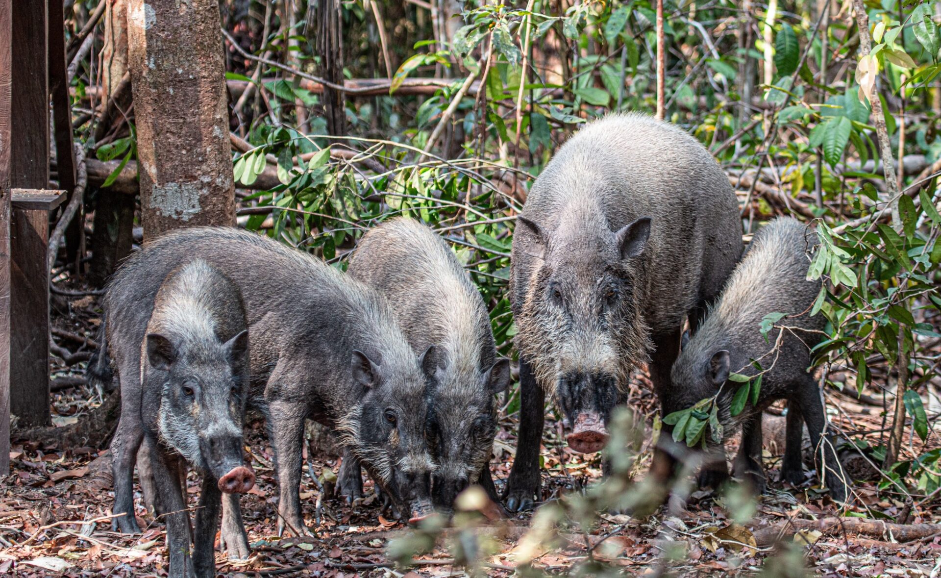 Western Bearded Pig