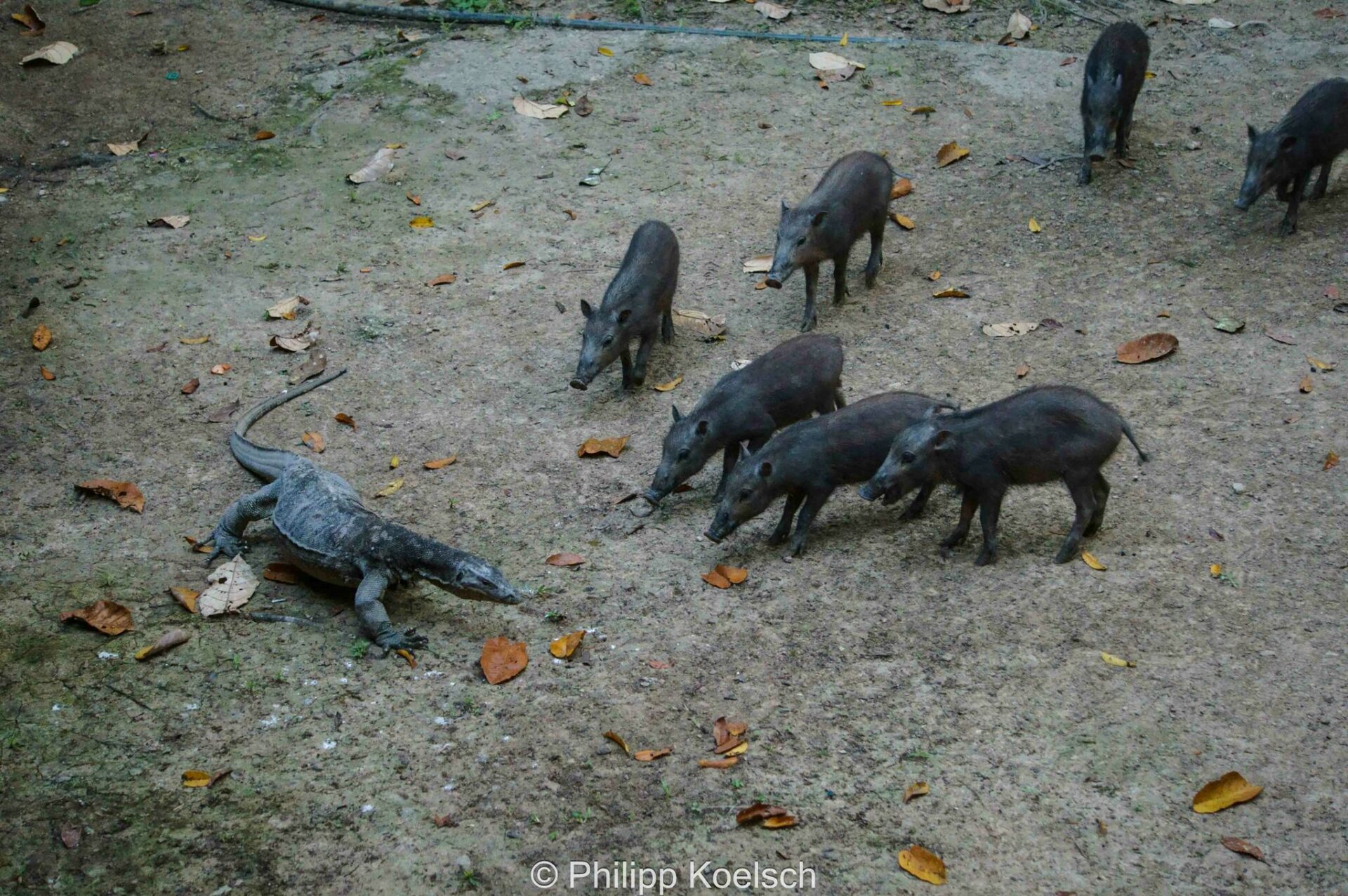 Western Bearded Pig