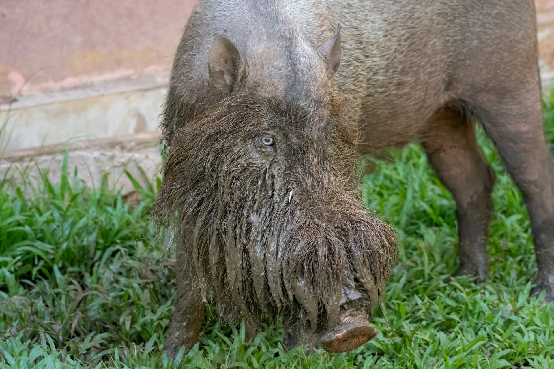 Western Bearded Pig