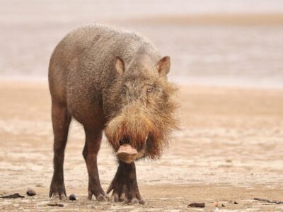 Western Bearded Pig