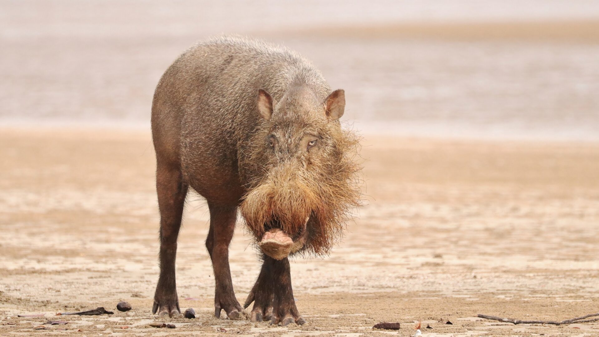 Western Bearded Pig