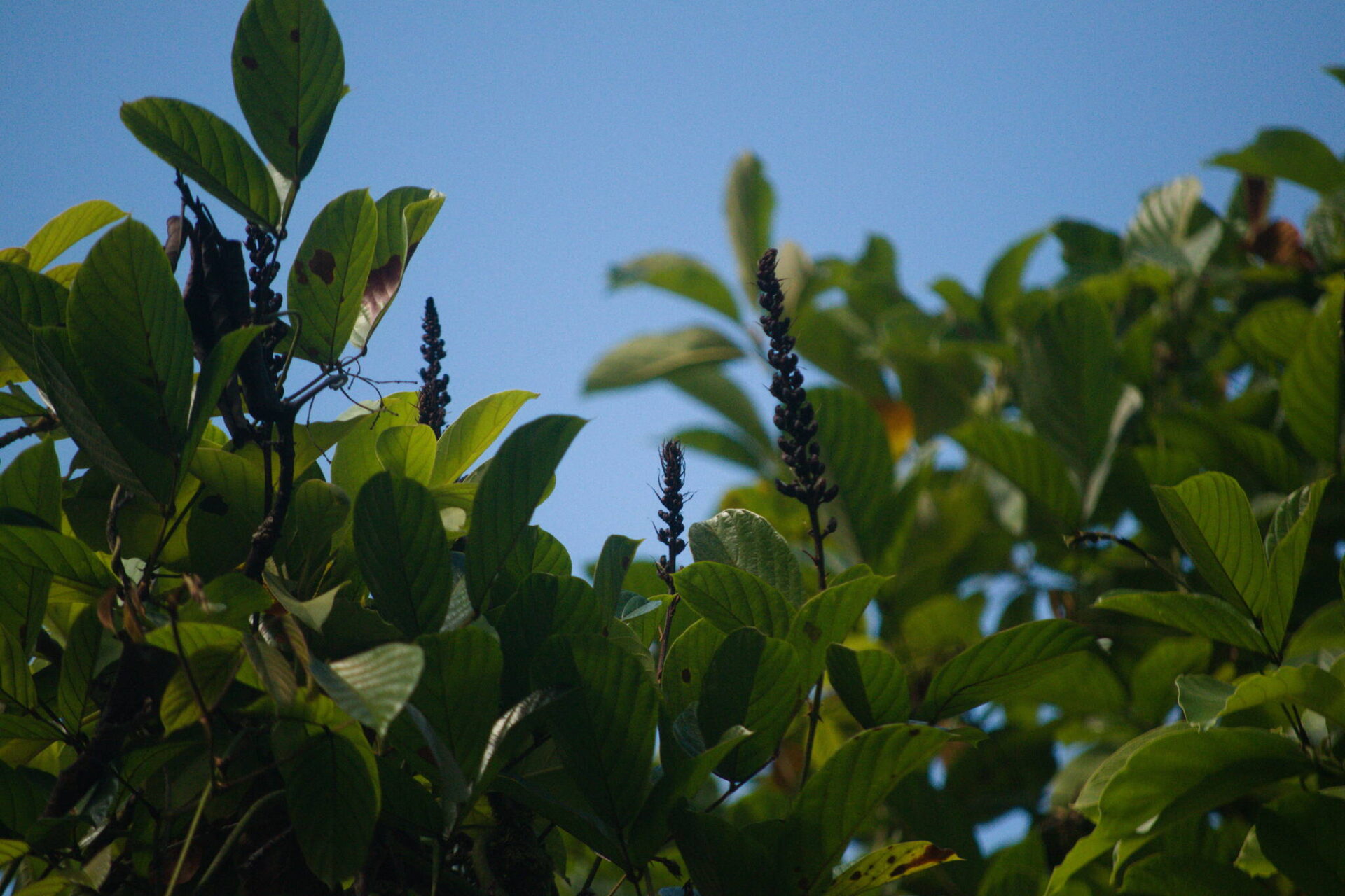 Wilson&rsquo;s Clusterpea