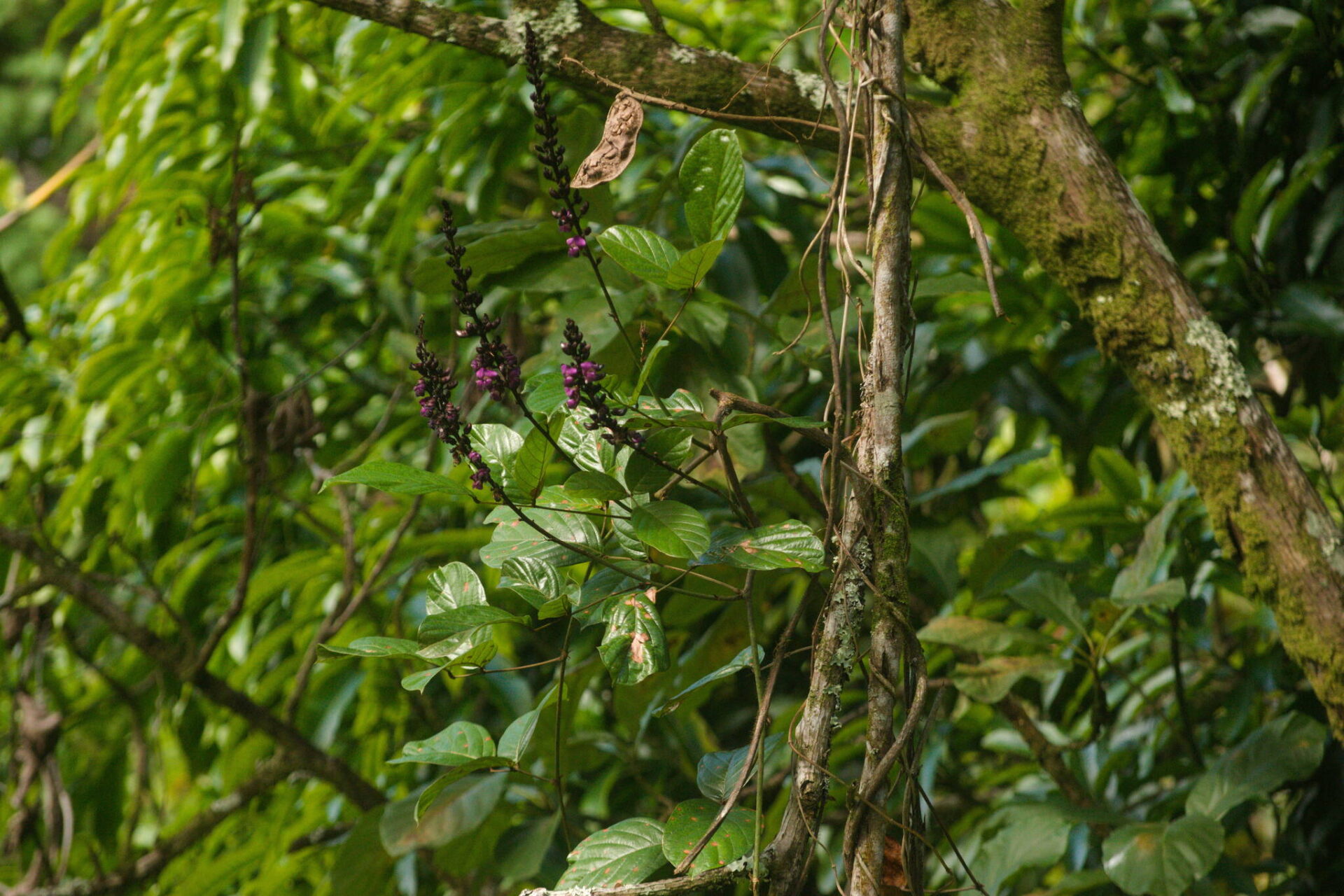 Wilson&rsquo;s Clusterpea