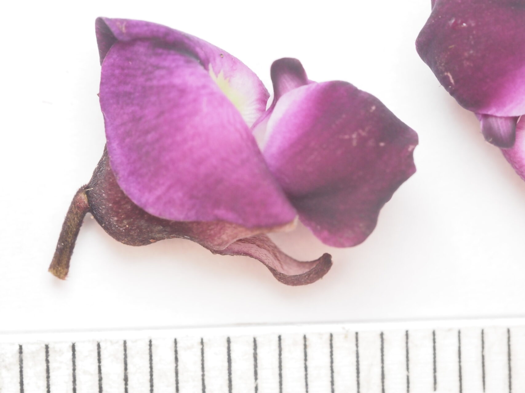 Wilson&rsquo;s Clusterpea