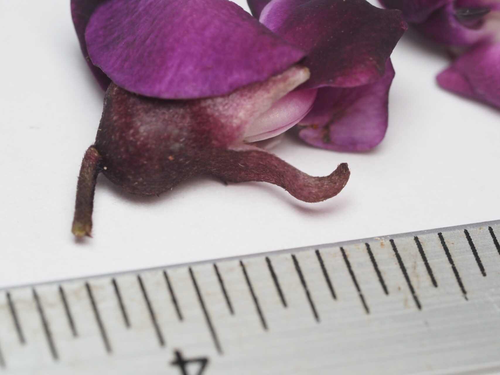 Wilson&rsquo;s Clusterpea