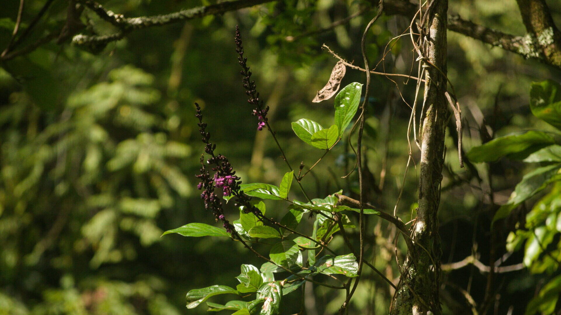 Wilson&rsquo;s Clusterpea