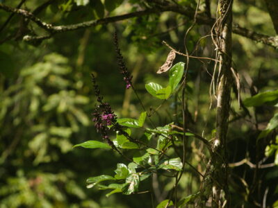 Wilson’s Clusterpea