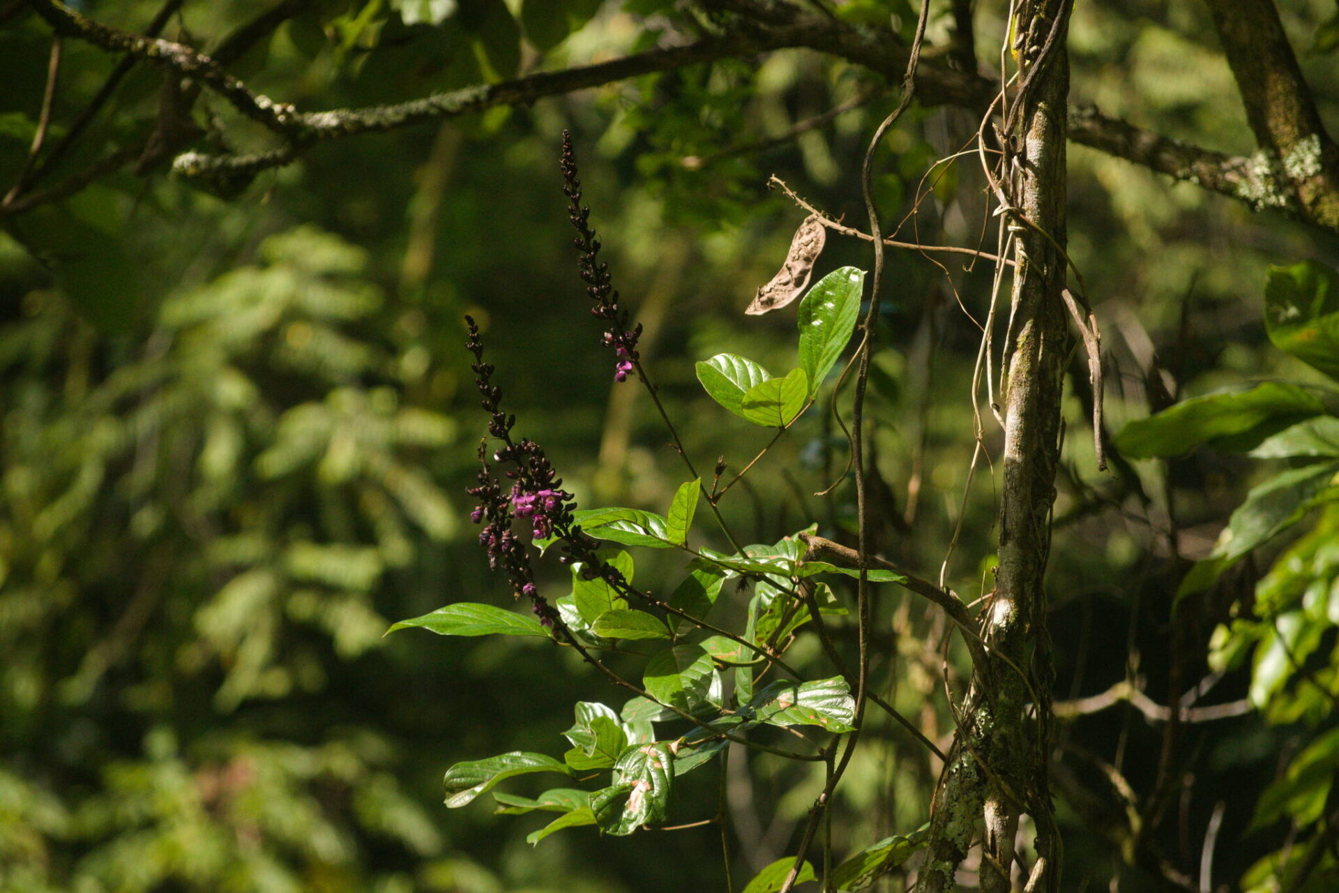 Wilson&rsquo;s Clusterpea